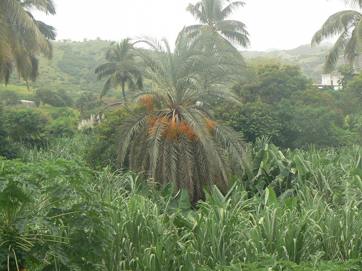 Villa Sao Jose Pedra Badejo  Esterno foto